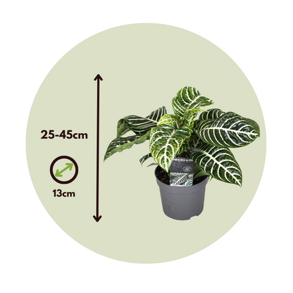 Planta Cebra - 4 Pzs - Aphelandra Squarrosa 'botanica' - Altura 25-45cm - ⌀13cm_2