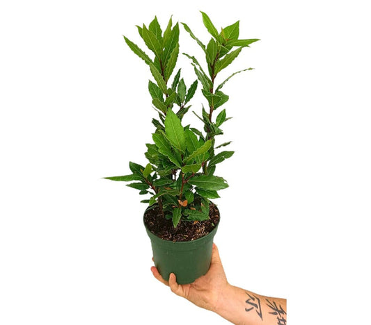 Laurel M16 (laurus Nobilis)_0
