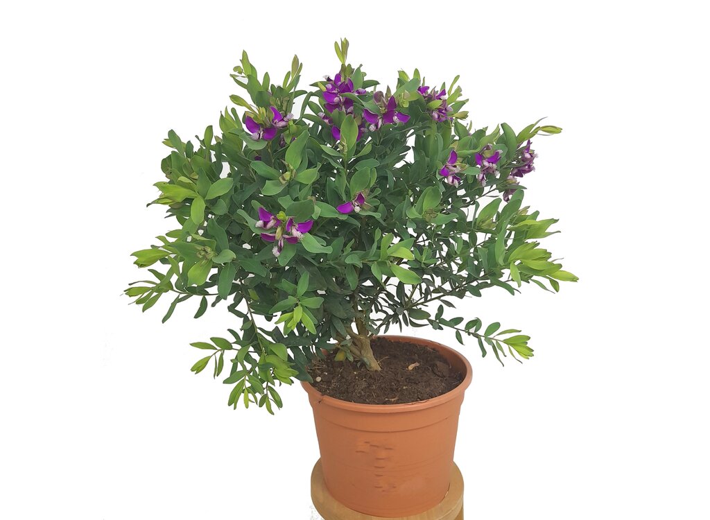 Polygala Myrtifolia M22 40cm (lechera Del Cabo)_0