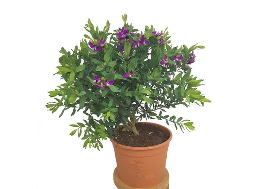 Polygala Myrtifolia M22 40cm (lechera Del Cabo)_0