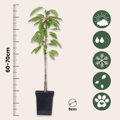 Columnas De Frutas - 6 Pzs - Manzana Pera - Altura 60-70cm - ⌀9cm_2