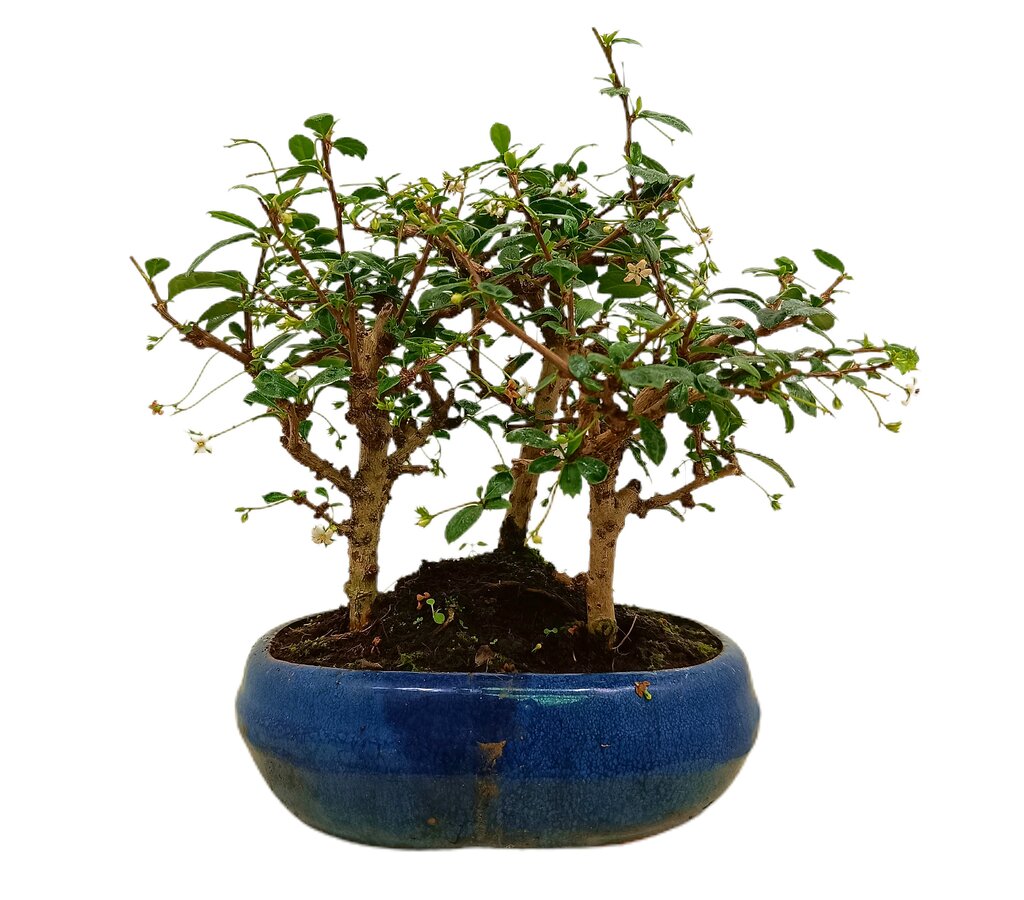 Bonsái Carmona Bosque 9 Años (té De Filipinas)