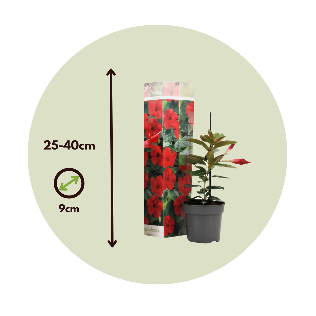 Mandevilla - 3 Pzs - Dipladenia Sanderii 'rio Red' - Altura 25-40cm - ⌀9cm_2