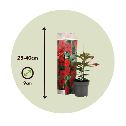 Mandevilla - 3 Pzs - Dipladenia Sanderii 'rio Red' - Altura 25-40cm - ⌀9cm_2
