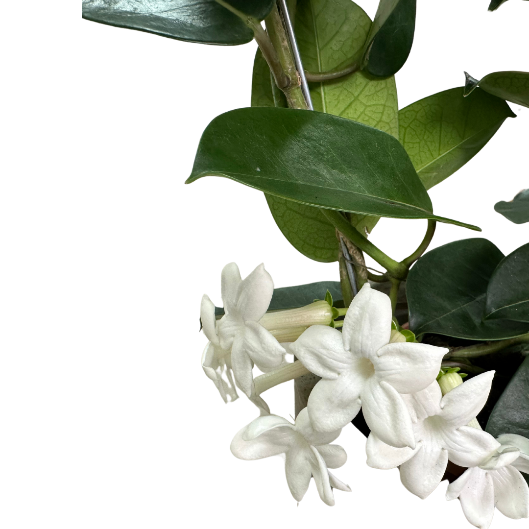 Jazmín De Madagascar En Arco M12_1