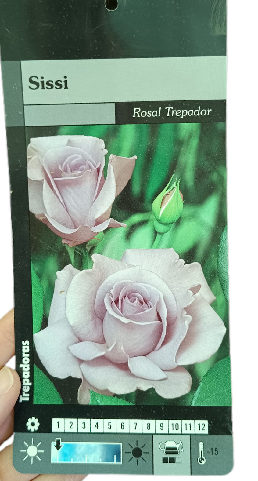Rosal Trepador Lady X M20_1