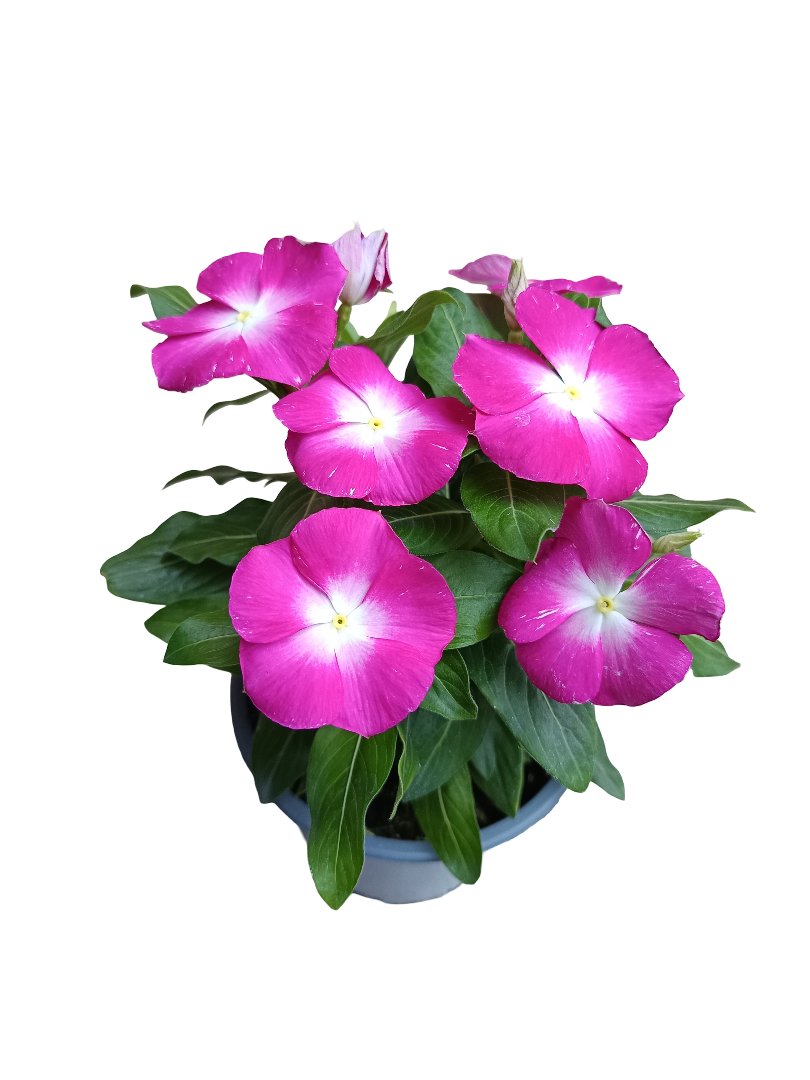 Vinca Flor Surtida Ø12 Planta De Exterior E Interior_0