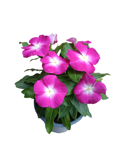 Vinca Flor Surtida Ø12 Planta De Exterior E Interior_0