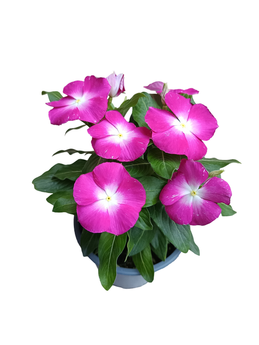 Vinca Flor Surtida Ø12 Planta De Exterior E Interior_0