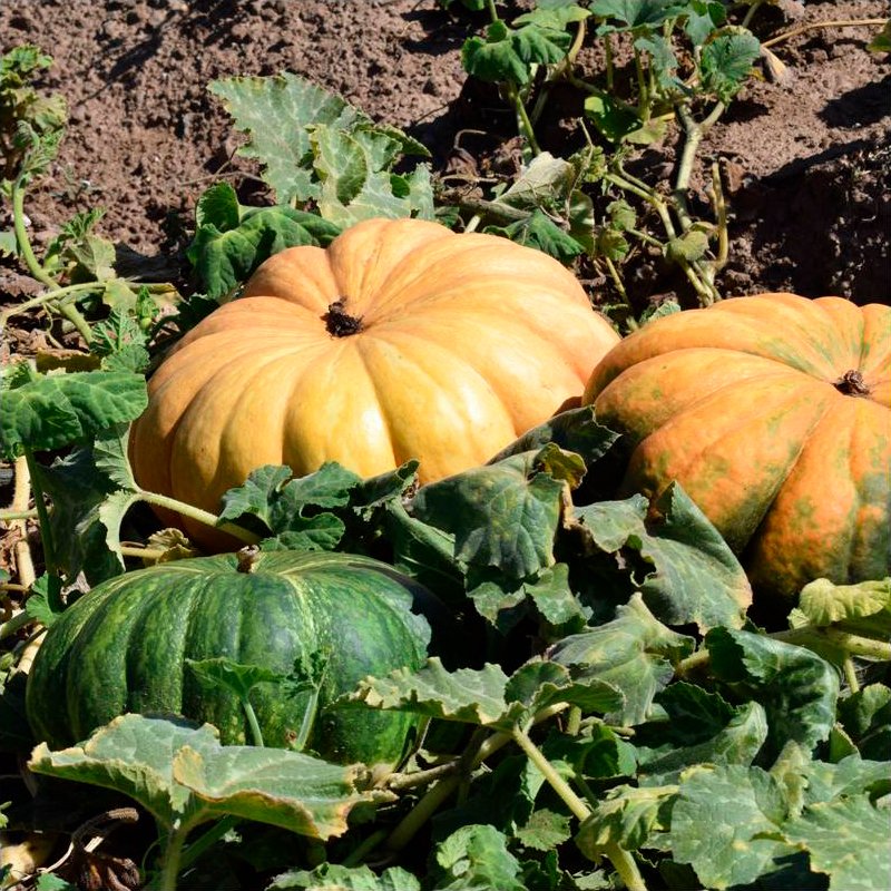 Semillas Calabaza Muscat De Provence Ecológicas