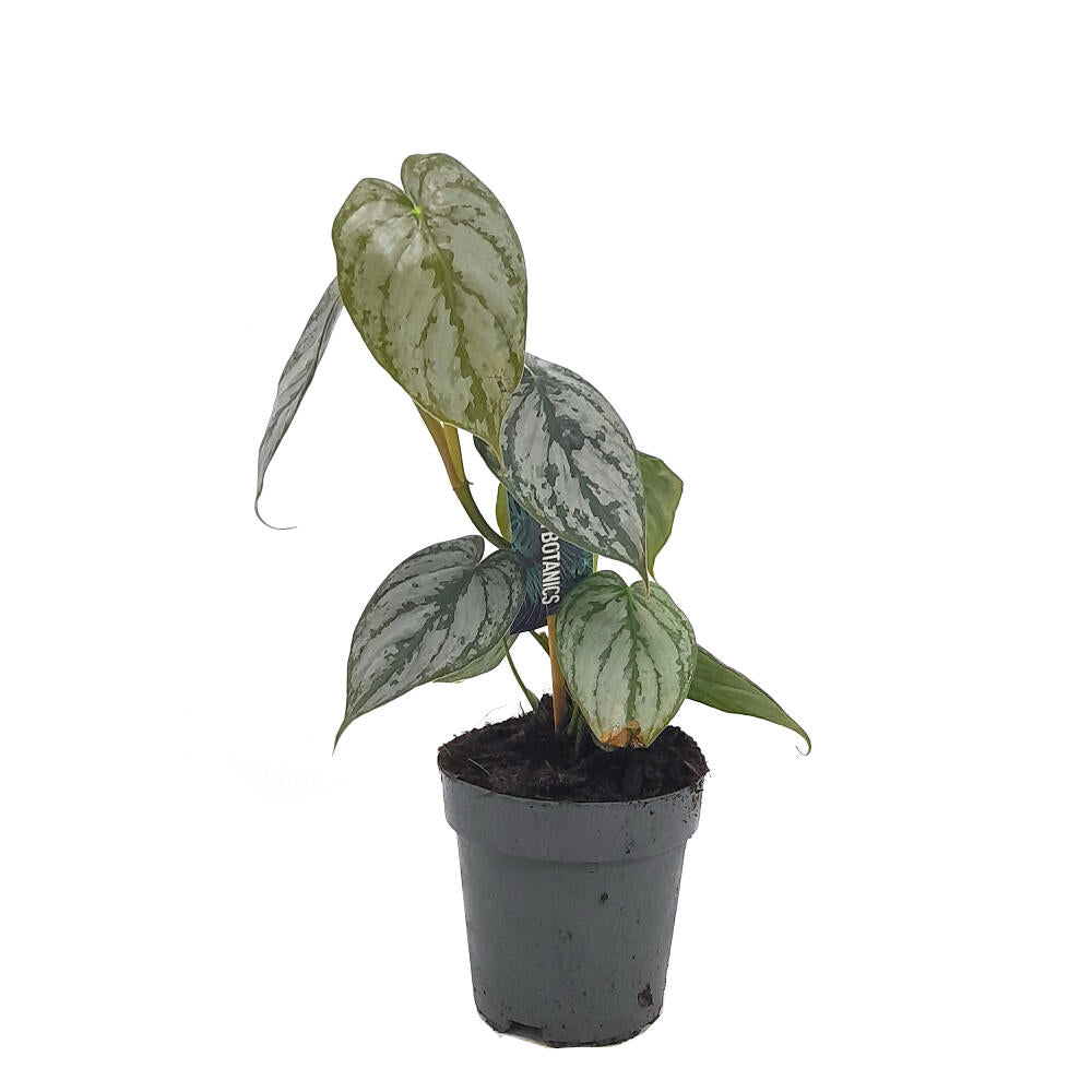 Philodendron Brandtianum M12 30cm (hoja De Plata)_1