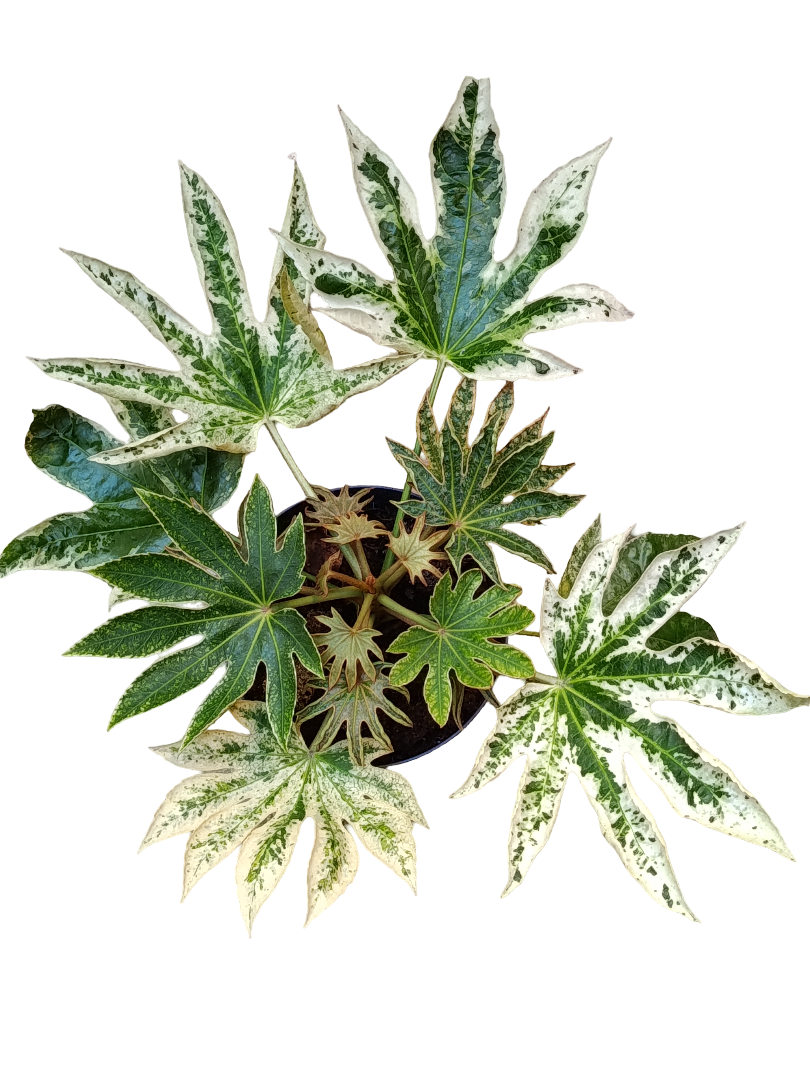 Aralia Japonica Variegata Planta De Sombra Tolera Frio Ø17_0