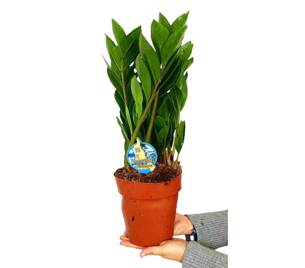 Zamioculca Zamiifolia M16 30cm_0
