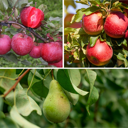 Columnas De Frutas - 3 Pzs - Manzana Pera - Altura 60-70cm - ⌀9cm_3