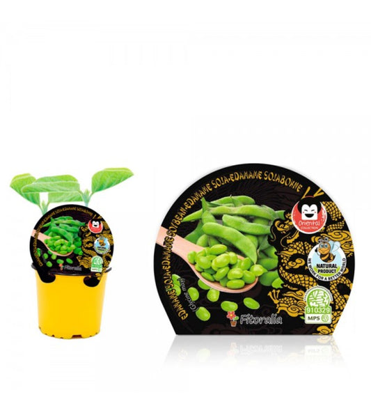 Plantón edamame soja en maceta 10,5 cm. natural - Fitoralia_0