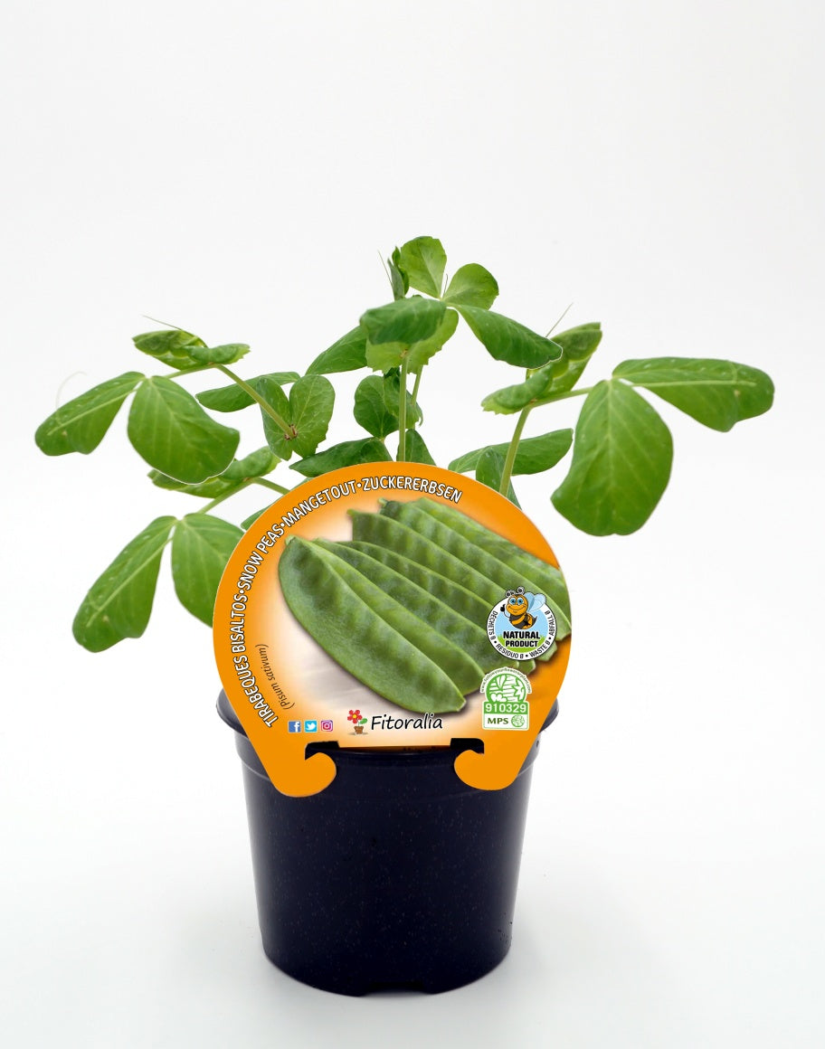 Plantón Guisante Tirabeque Verde En Maceta 10,5 Cm. Natural - Fitoralia