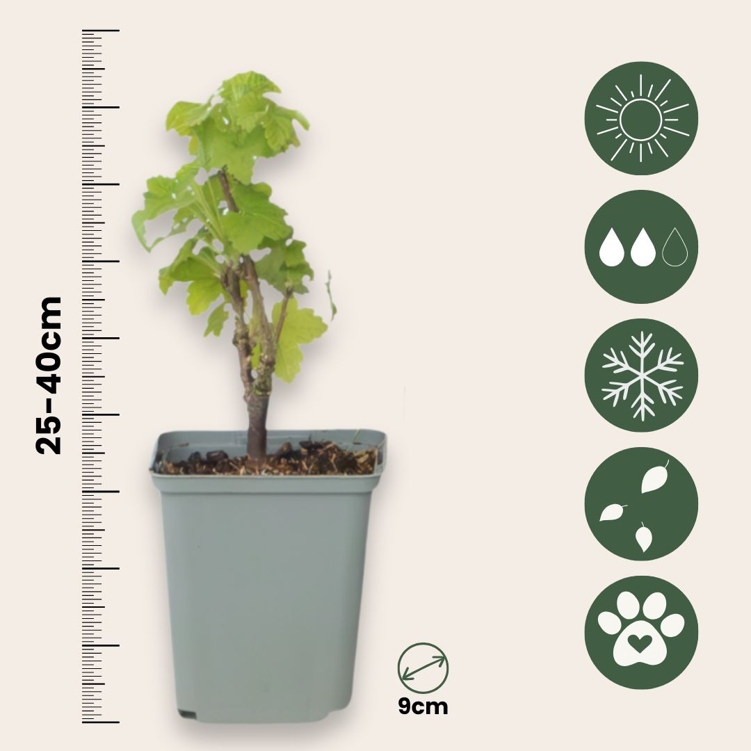 Grosella Roja - 3 Piezas - Ribes Rubrum - Altura 25-40cm - ⌀9cm