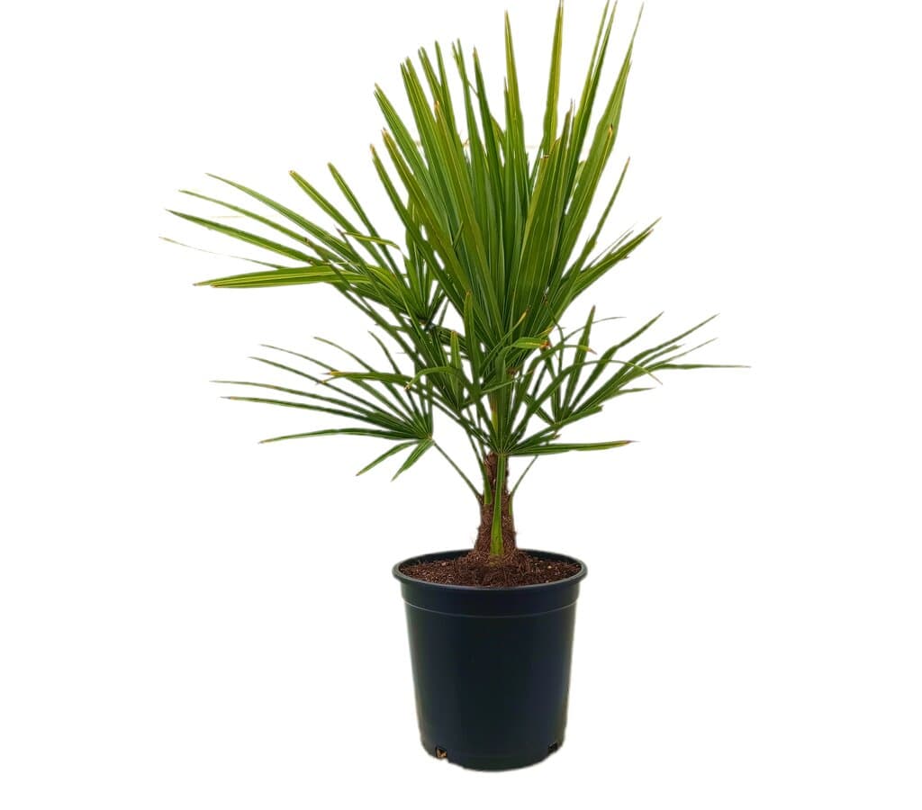 Trachycarpus Fortunei M25 60-70cm_0