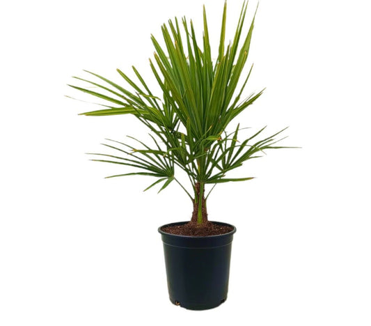Trachycarpus Fortunei M25 60-70cm_0