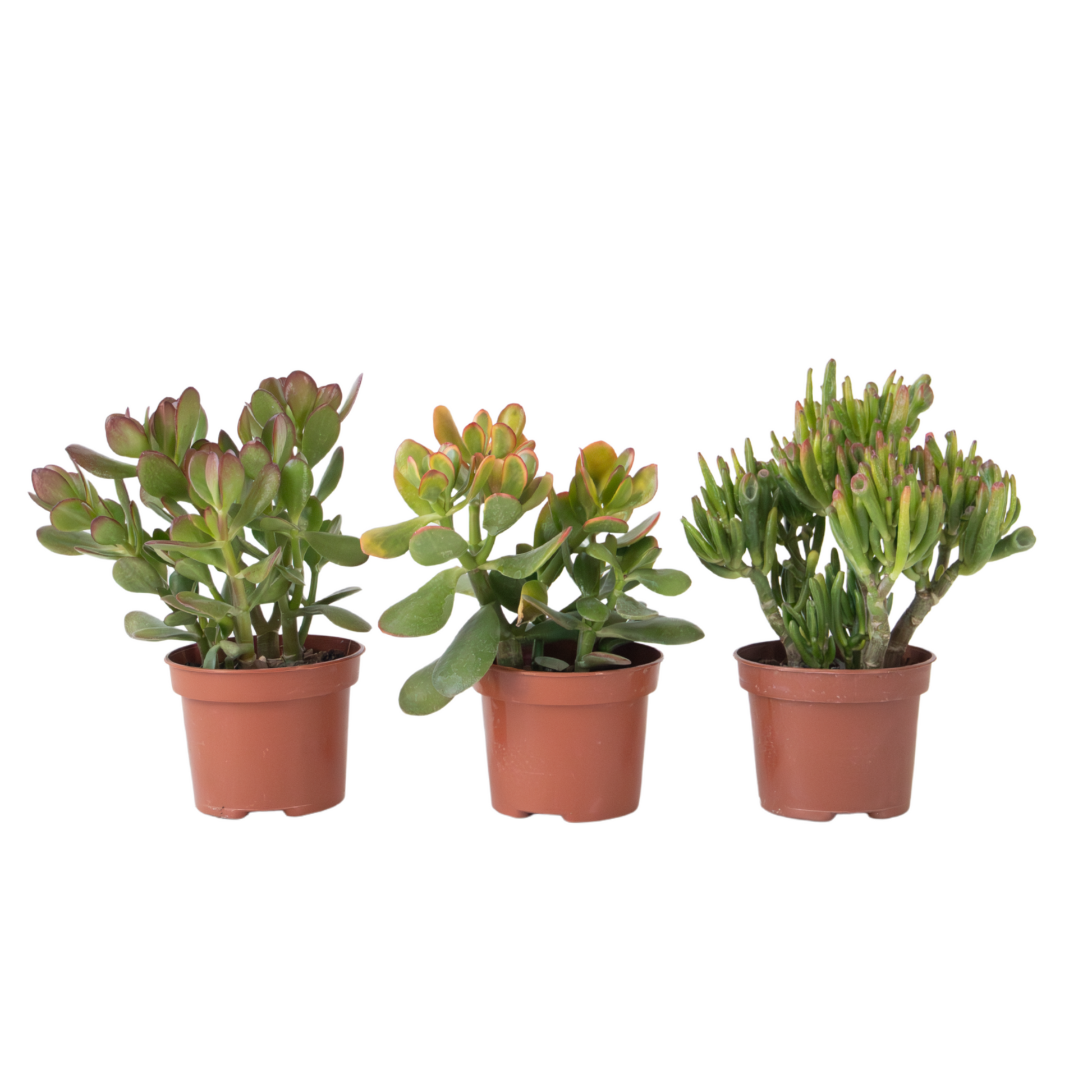Pack De 3 - Crassula Minor Hobbit Sunset - Altura 10–25 Cm - Ø12 Cm
