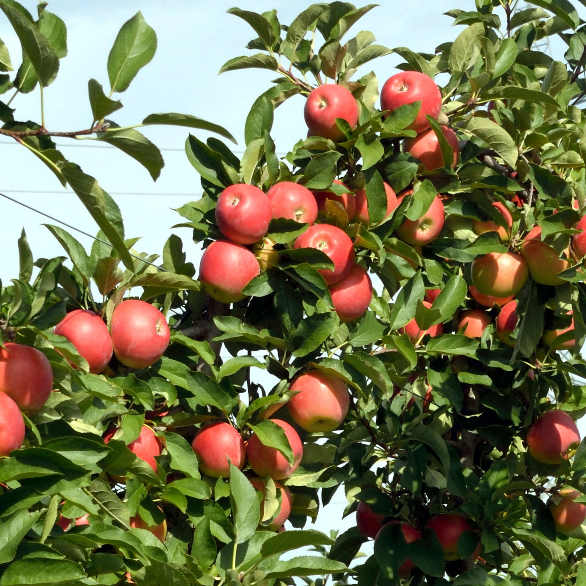 Manzano - 3 Pzs - Malus - Altura 60-70cm - ⌀9cm