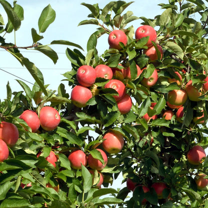 Manzano - 3 Pzs - Malus - Altura 60-70cm - ⌀9cm