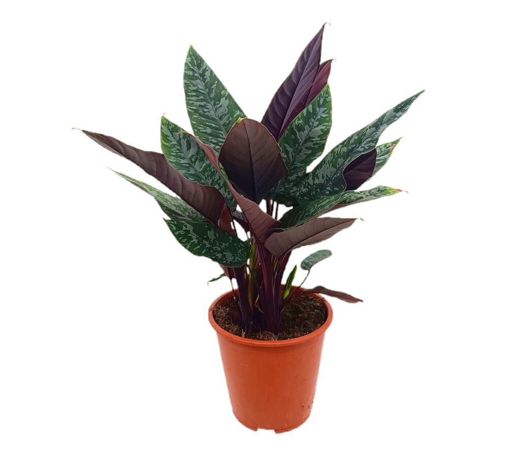 Apoballis Acuminatissima M19 60cm_0