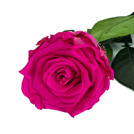 Mundo Eterno Rosa Preservada Fucsia 55cm_0
