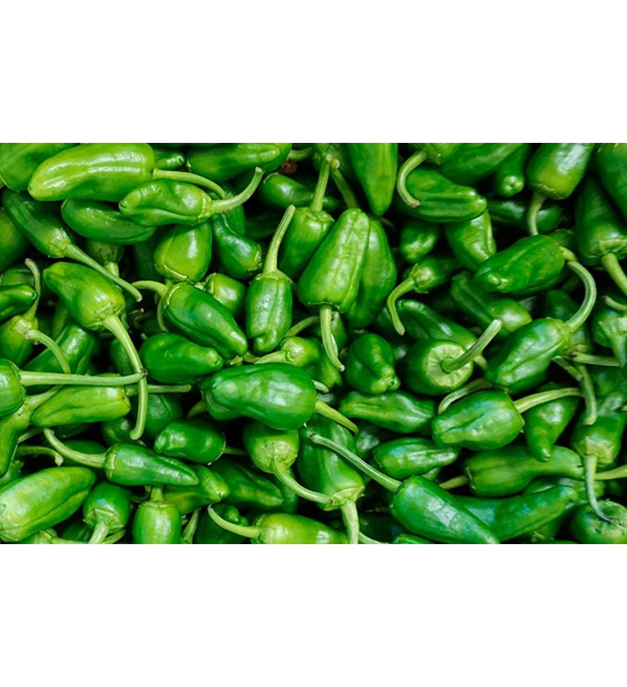 Plantón Pimiento De Padrón Dulce (10 Unidades)_0