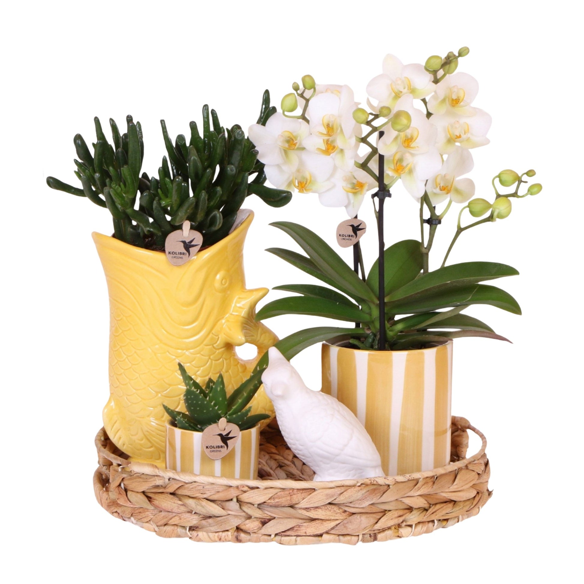 Set De Regalo Orquídea 'yellow Xl' - Phalaenopsis - Altura 35cm