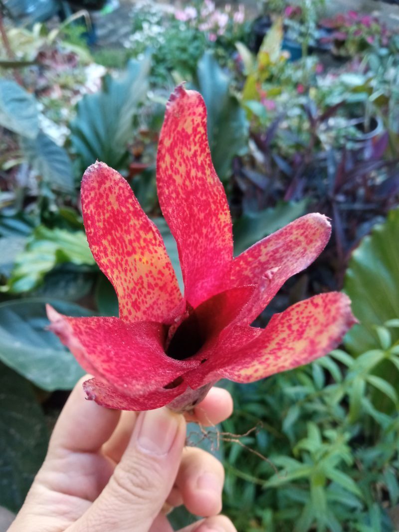 Neoregelia Red Waif Planta Bromelia