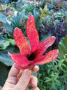 Neoregelia Red Waif Planta Bromelia