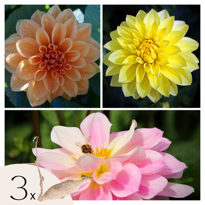 Tubérculos De Dalia - 3 Pzs - Dahlia 'waterlily Mix'_0