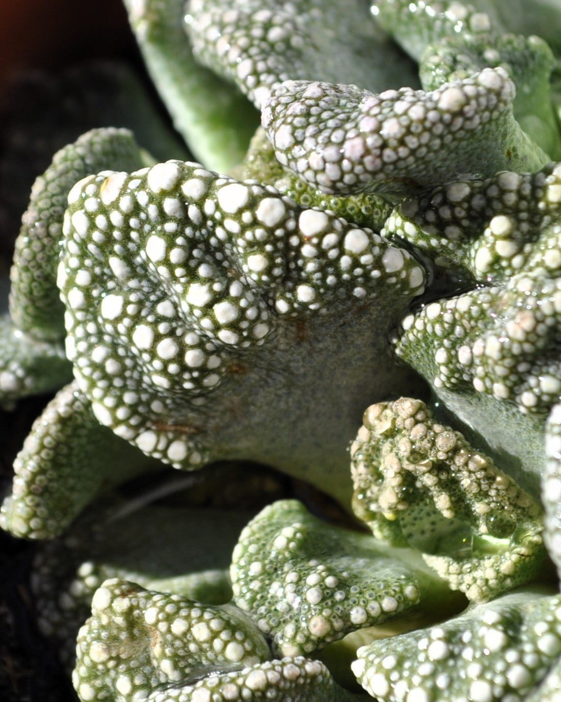 Titanopsis Calcarea M8.5; Hoja De Cemento, Planta Piedra; Curiosarium; Diámetro Maceta 8,5 Cm_2