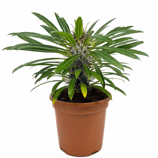 Pachypodium Lamerei Cactus Y Suculentas