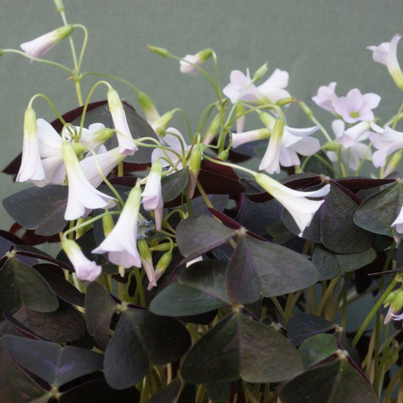 1 Planta Con Bulbos Oxalis Triangularis Planta Mariposa_0