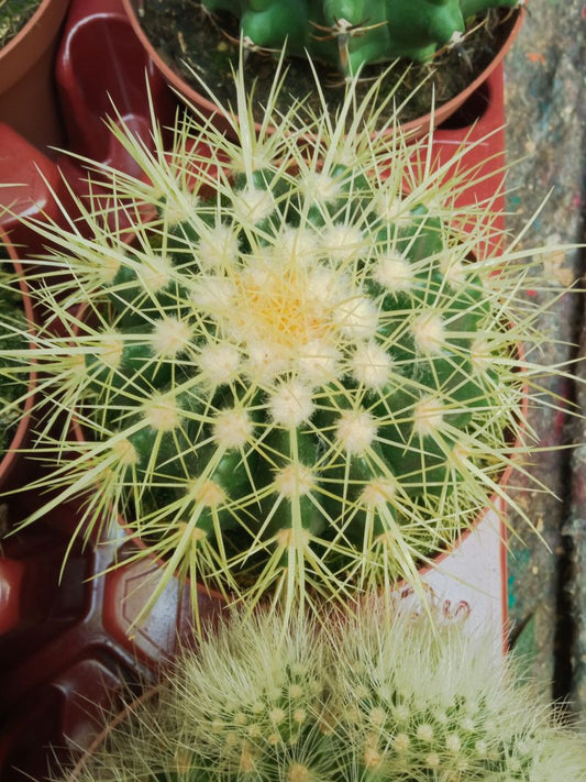 Echinocactus Grusonni Grande Ø13 Planta Suculenta_0