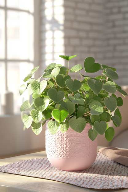 Eucalipto - 2 Pzs - Eucalyptus 'botanic Hearts' - Altura 35-45cm - ⌀15cm_4
