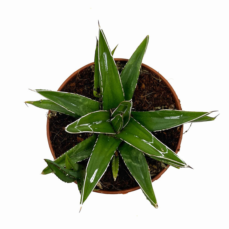 Agave Victoriae Reginae Cactus Y Suculentas M8,5 cm Ø_1