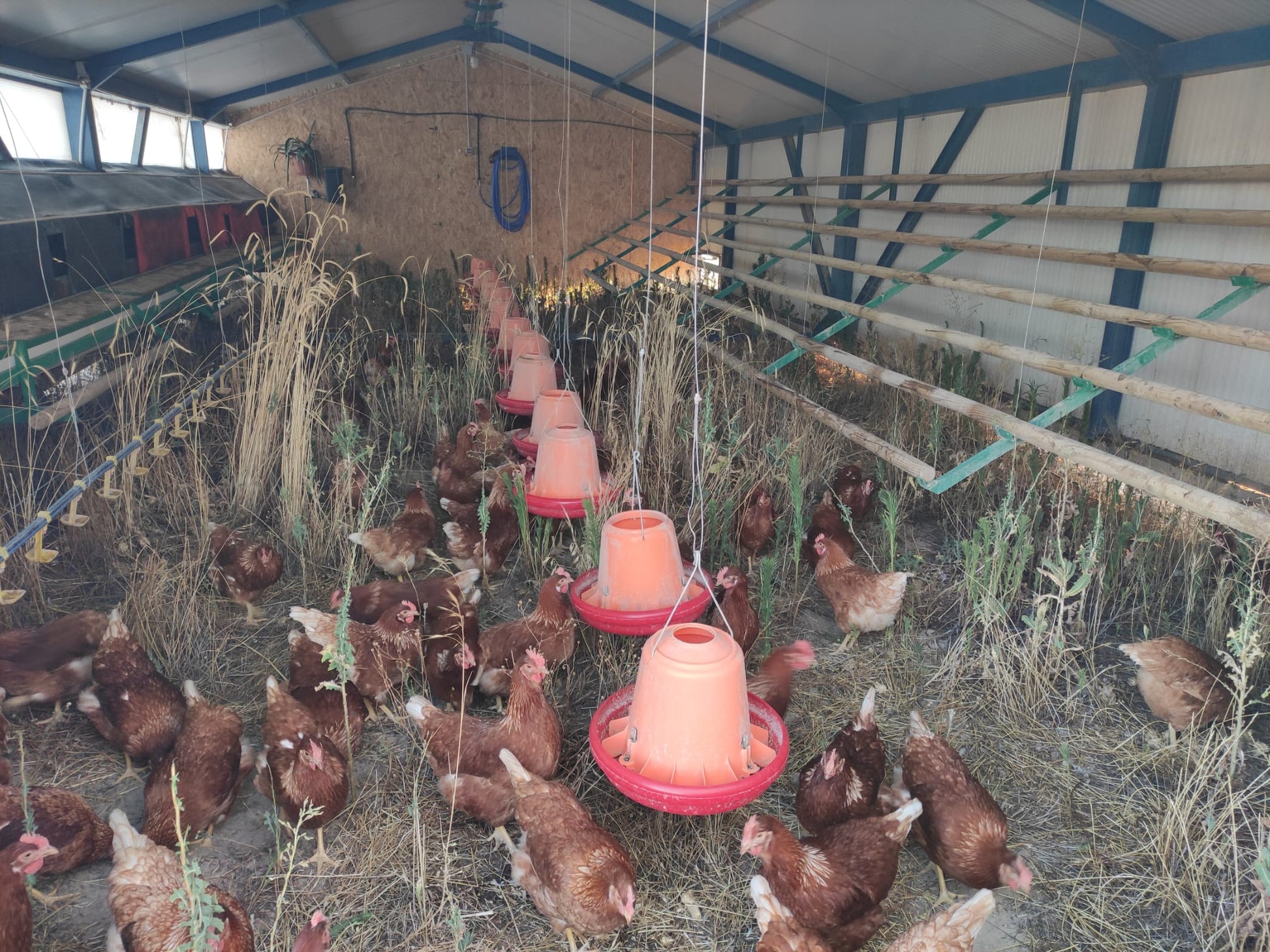 Huevos Ecológicos de Pastoreo Regenerativo 24 unidades_3