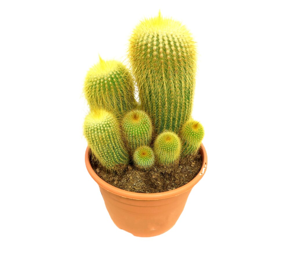 Eriocactus Leninghausii M17