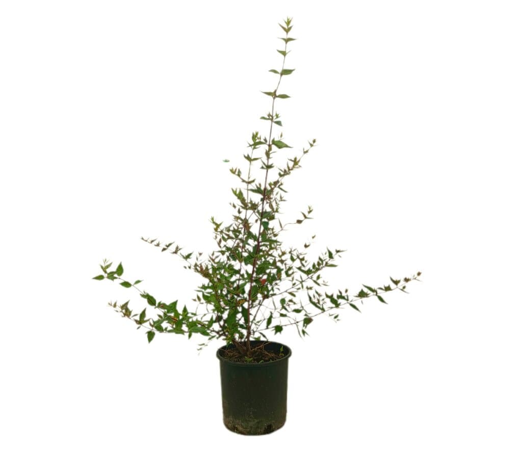 Abelia Grandiflora M22 50-70cm_0