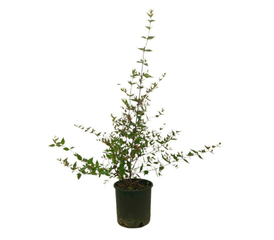 Abelia Grandiflora M22 50-70cm_0