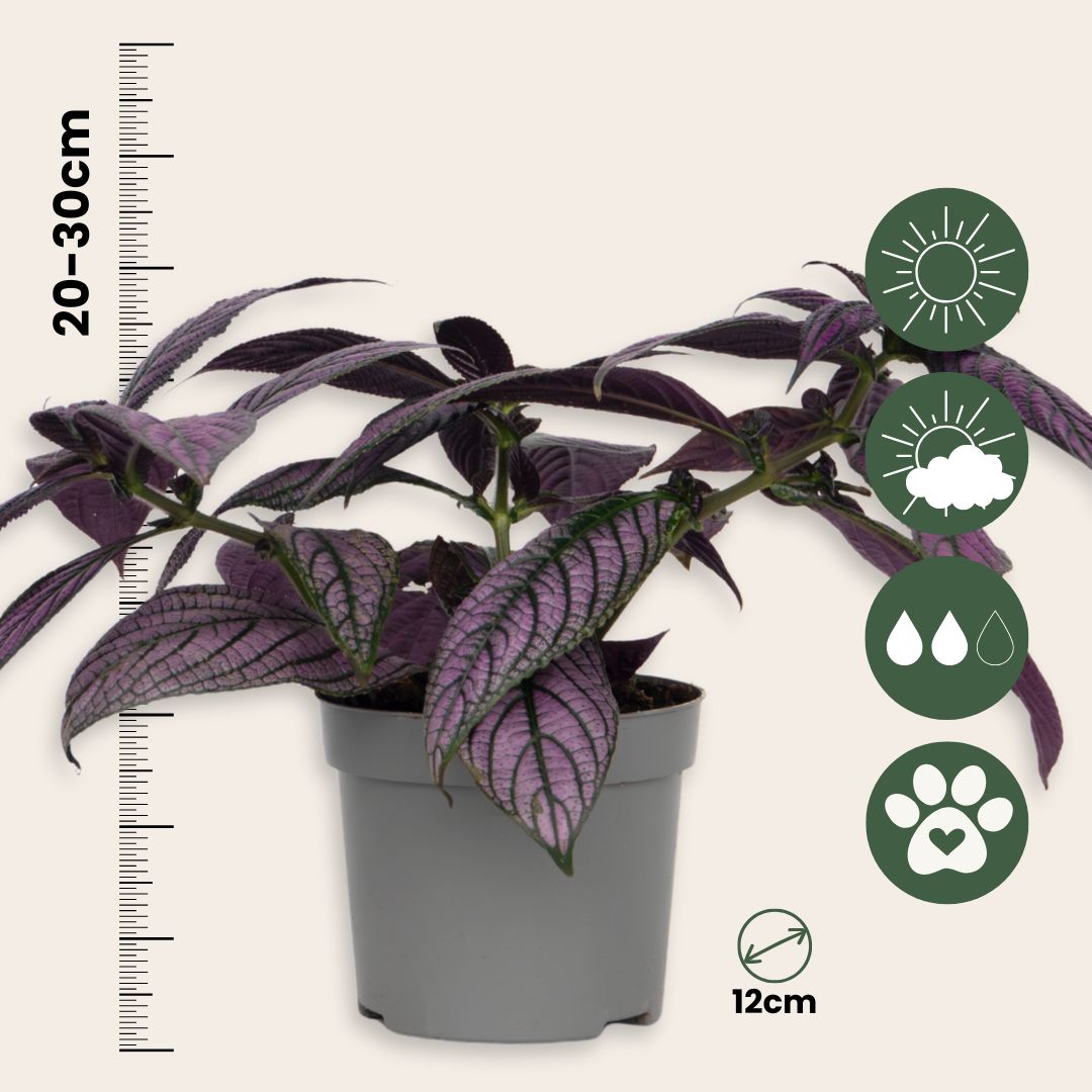 Escudo Persa - 2 Uds - Strobilanthes Dyeriana ‘metallica’ - Alt. 20–30cm - Ø12cm_2
