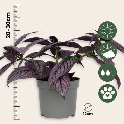 Escudo Persa - 2 Uds - Strobilanthes Dyeriana ‘metallica’ - Alt. 20–30cm - Ø12cm_2