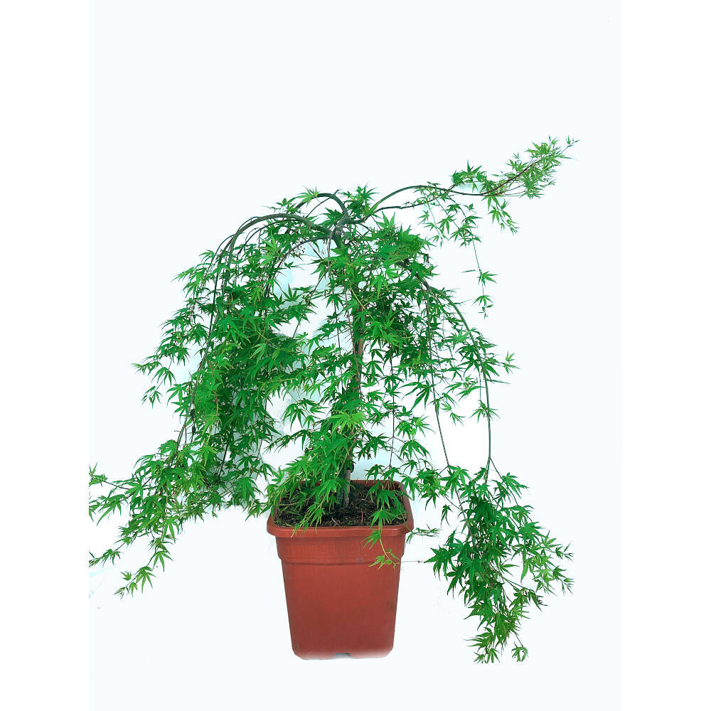 Acer Palmatum M27 130cm_1
