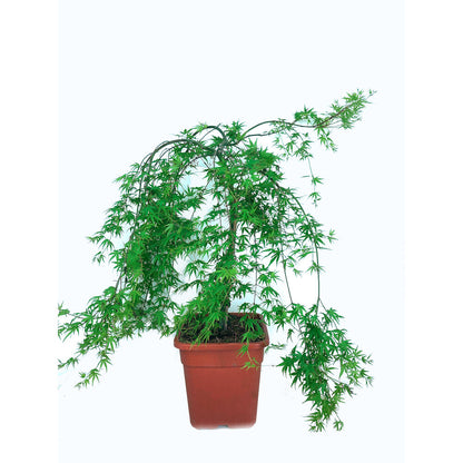 Acer Palmatum M27 130cm_1