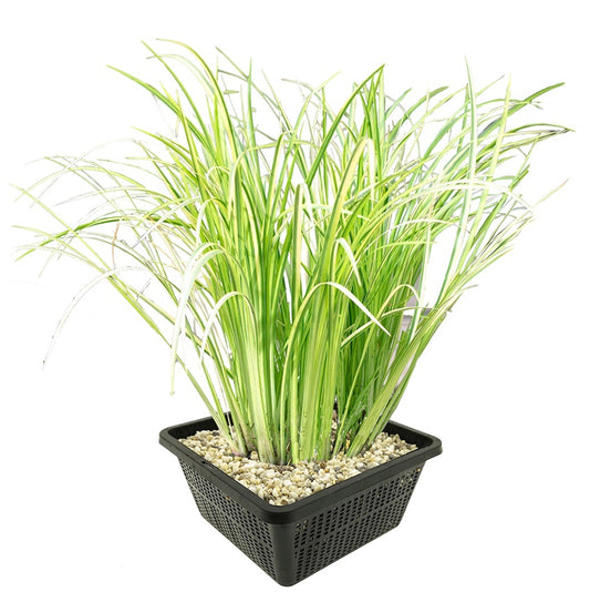 Cálamo Acorus Calamus Variegatus Estanque - Set 4 Plantas Con Cesta Y Sustrato_0