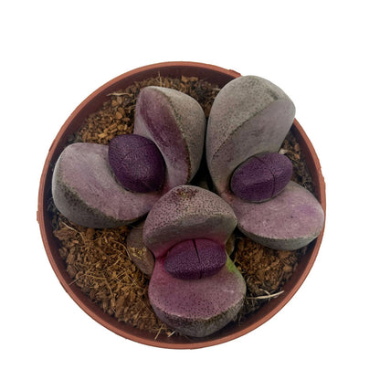 Pleiospilos Nelii Cv Royal Flush Cactus Y Suculentas M8,5 cm Ø_1