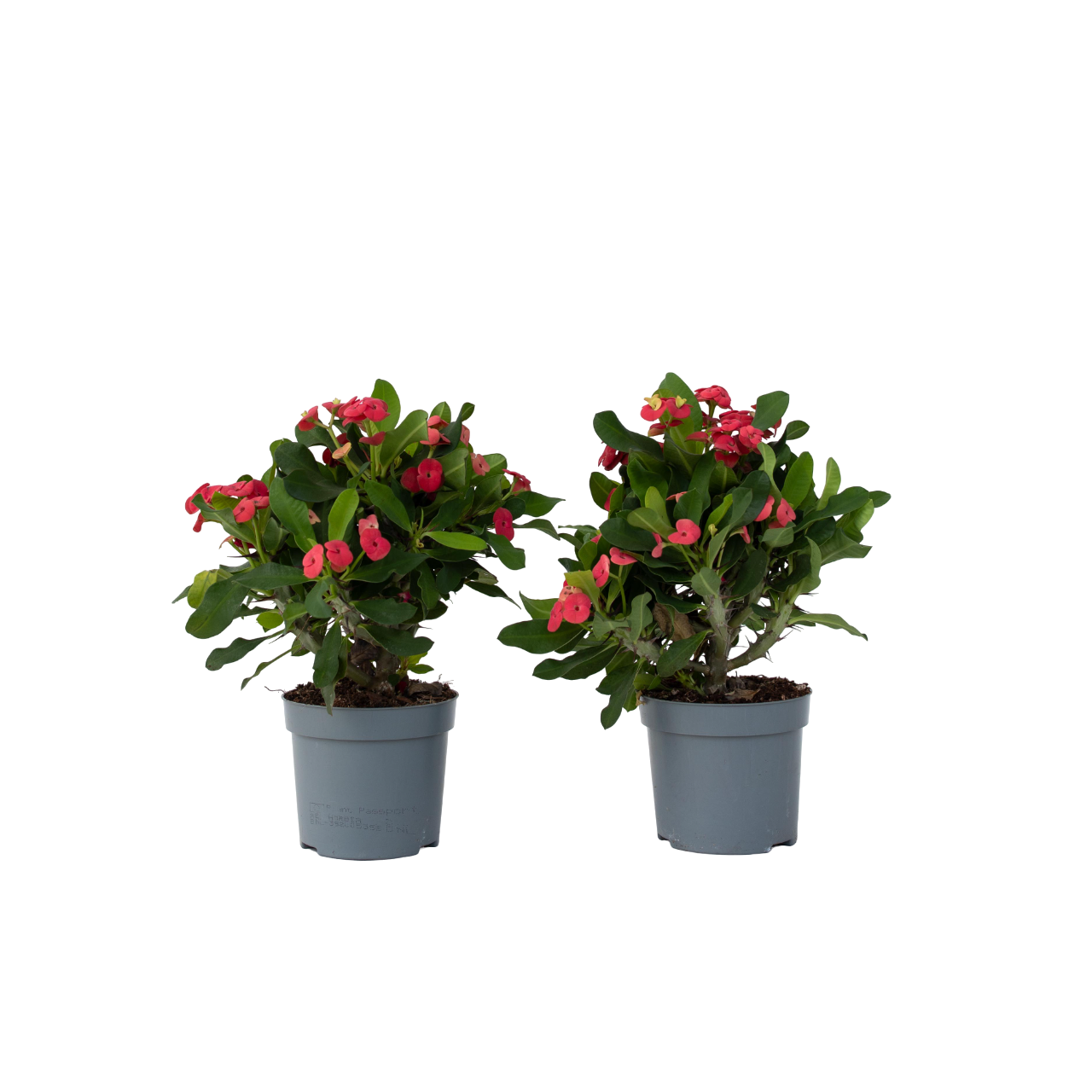 Espina De Cristo - 2 Pzs - Euphorbia 'milii' - Altura 25-35cm - ⌀13cm_0